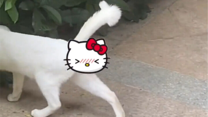 The kitty just gave you a like!