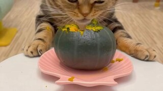 asmr kucing :)