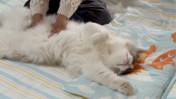 My cat never woke up after all, and my son burst into tears, saying he wants to…