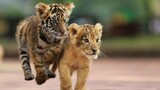 Kumpulan Video Bayi Harimau yang Lucu dan Menggemaskan | Amazing and adorable tiger cubs playing