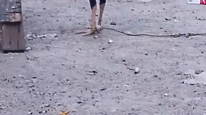 my second stag #backyard