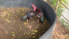 Fightcock2
