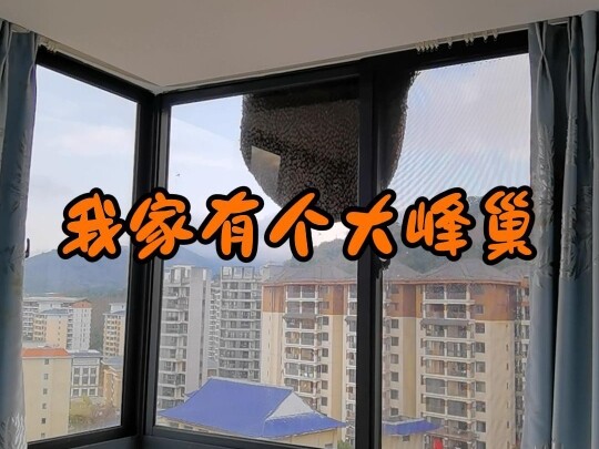 Nhà tôi có một tổ ong lớn