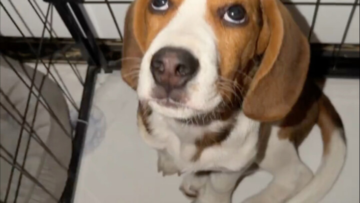 Chó Beagle thực sự không phải là chó hư đâu