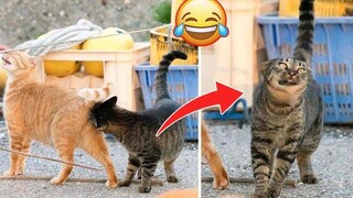 Funniest Cat Videos That Will Make You Laugh 25 Funny Cats