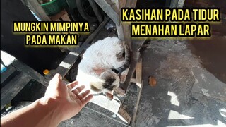 street feeding Ke Terminal Banyak Kucing Jalanan Yang Tidur Menahan Lapar..!