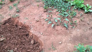 Cuộc sống châu phi__ Trồng rau làm vườn thời cách ly xã hội ở Angola