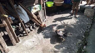 Sep 7 Talisayin vs Abuhin