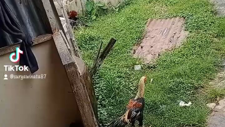 ayam berantem sama dengan ayam