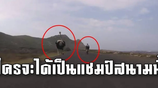 @คลิปเด็ด ข่าวดัง ใครจะได้เป็นแชมป์สนามนี้เมื่อนักแข่งต้องเจอกับเจ้าแห่งความเร็วอย่างนกกระจอกเทศ