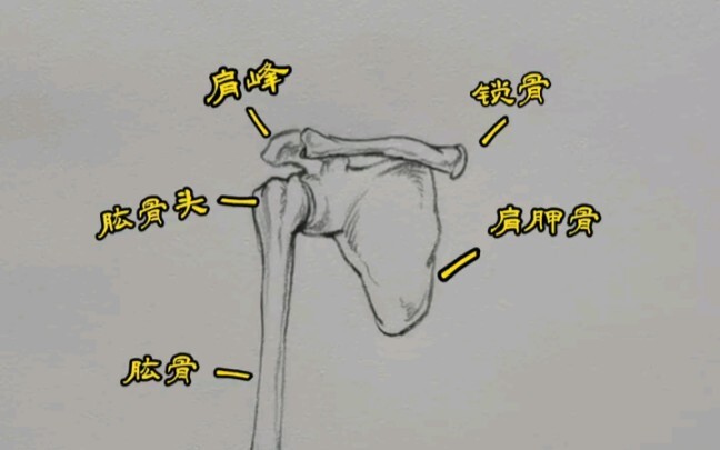 Illustrated Guide to Arm Bone Names!