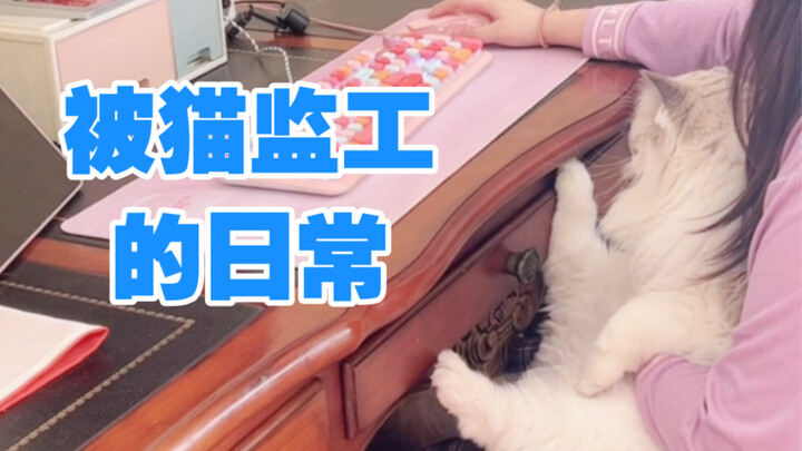 Cat‑snuggling during online classes has gone viral—check out my typical workday vibe!