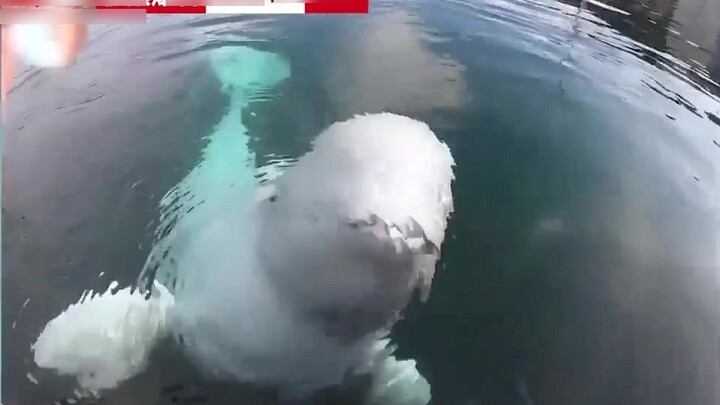 "Give me some dried fish!" A white whale retrieved a man's camera and opened its mouth to ask for a 