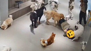 Suddenly lying on the ground is an invitation to play for dogs, and dogs all over the world are kiss