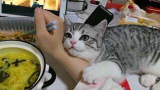 Kucing yang tahu cara bersikap genit memiliki kehidupan terbaik