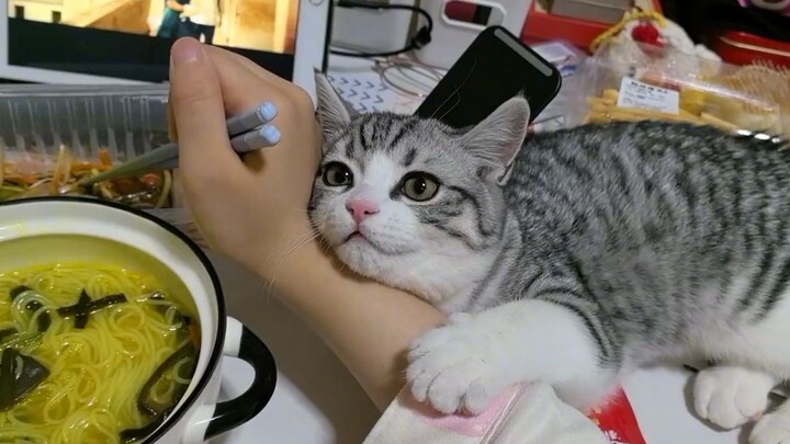 Cats who know how to act coquettishly have the best life