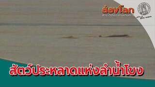 ส่องโลกตอนพิเศษ สัตว์ประหลาดแห่งลำน้ำโขง (2532)