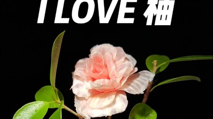 一闲下来就想吃柚子