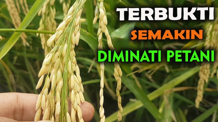 ALASAN PADI VR 46 SEMAKIN DIBURU PETANI