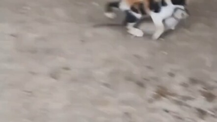 Untuk memanjakan ibu, aku sengaja menangkap seekor Jerry yang ukurannya sebesar diriku sendiri!