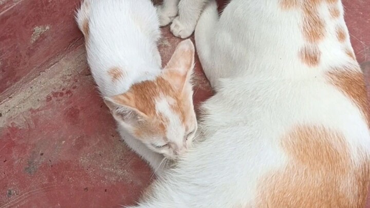 my cat