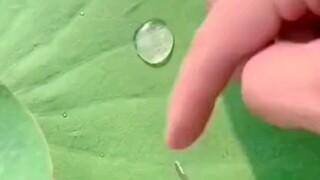 Water Droplets Trapped on Lotus Leaves