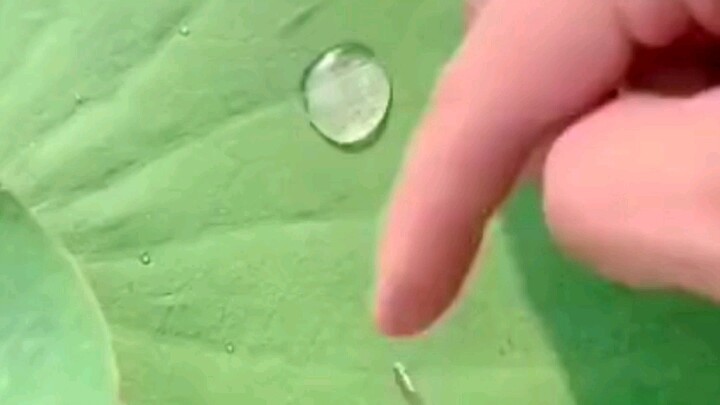 荷叶上的水滴囚笼