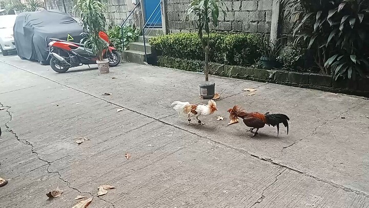 preparation for the Battle