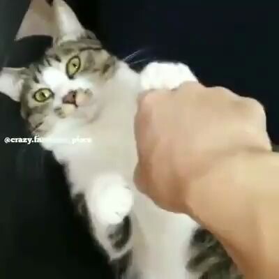 Meow: You’re too weak.