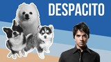 Despacito but it's Doggos and Gabe