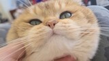 Binatang|Kucing Golden Shaded yang Sangat Bulat