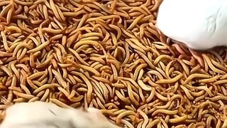 1000 ulat bambu vs. 2 hamster