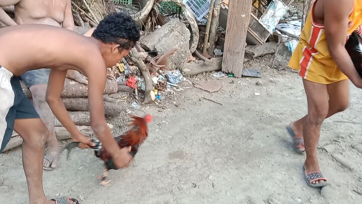 sigwak line's