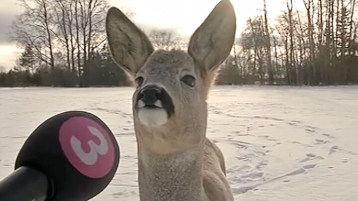 "The Chosen Working Deer"