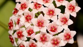 لحظة إزهار زهرة البوتس النادرة هذه، بالطبع يجب أن أشاركها مع أعز وأهم شخص لديك، لا تنسَ أن تتمنى أمن