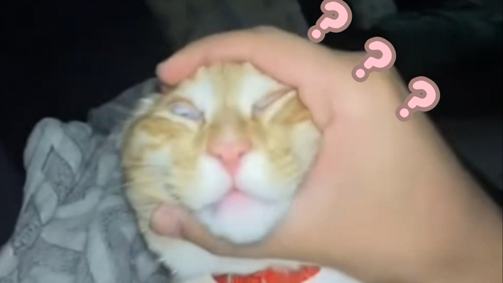 《Đại hội hành vi kỳ lạ của động vật 289》