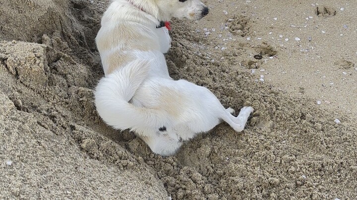 anjing lucu dan cantik
