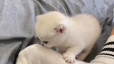 Kucing putih ini punya "kebiasaan aneh" apa lagi yang tidak diketahui orang?