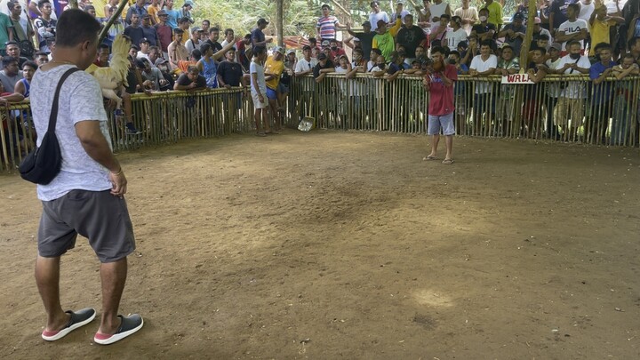 My 2x winner white kelso