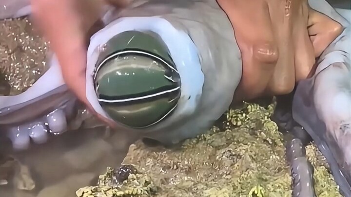 Can you pick up these things when you’re collecting seafood at low tide? Some of them, definitely do