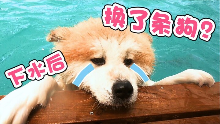 【กิจวัตรประจำวันของยูจัง】พาน้องอากิตะไปว่ายน้ำ พอลงน้ำปุ๊บ นี่ฉันเปลี่ยนเป็นหมาตัวใหม่ไปแล้วหรือไง?