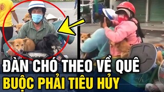 Đau lòng 15 chú chó theo chủ 'VỀ QUÊ' tránh dịch đã bị 'TIÊU HỦY' vì chủ là F0 | Tin 3 Phút