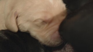 Cuộc sống bí mật của thú cưng EP 3 [Sub Việt]