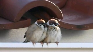 Chirp Chirp