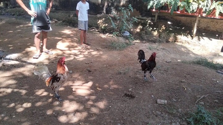 WHITE CHOCO AND BLUEMINER SPAR PINALO PA PWET KO #BACKYARDBREEDER