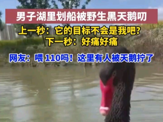 Một người đàn ông bị một con thiên nga hoang dã làm cho xoắn khi đang chèo thuyền. Hahahahahaha