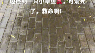 أخطبوط لطيف جدًا