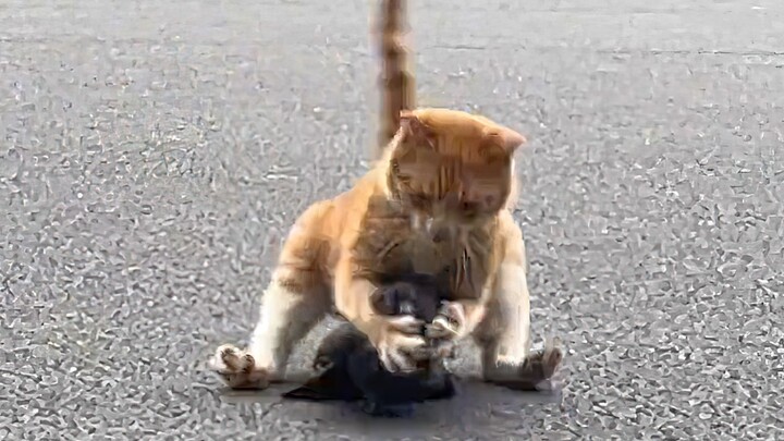 Zaman sekarang, bahkan kucing pun punya keahlian istimewa!