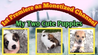 My Two Cute Puppies ( 1st premiere as a monetized channel)