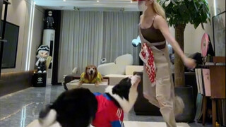 Chú chó Border Collie nhỏ bé có thể nhảy đúng nhịp!